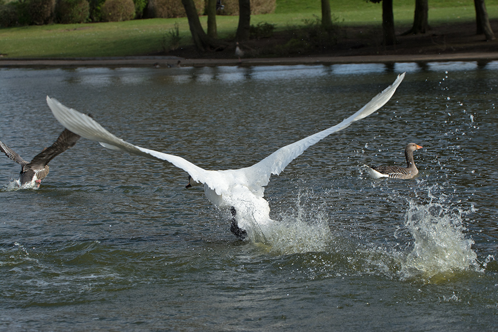 DSC_8487.jpg