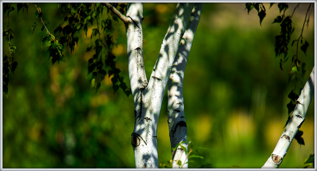 DSC_8488.jpg