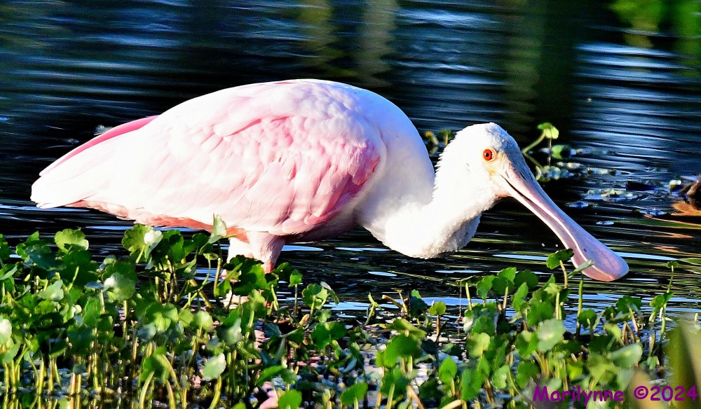 DSC_8488_001.JPG