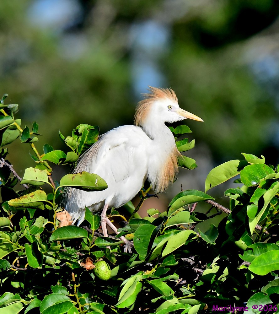 DSC_8488_001.JPG