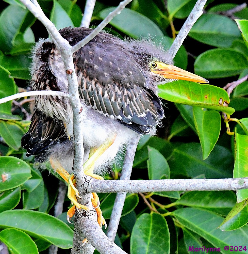 DSC_8489_001.JPG