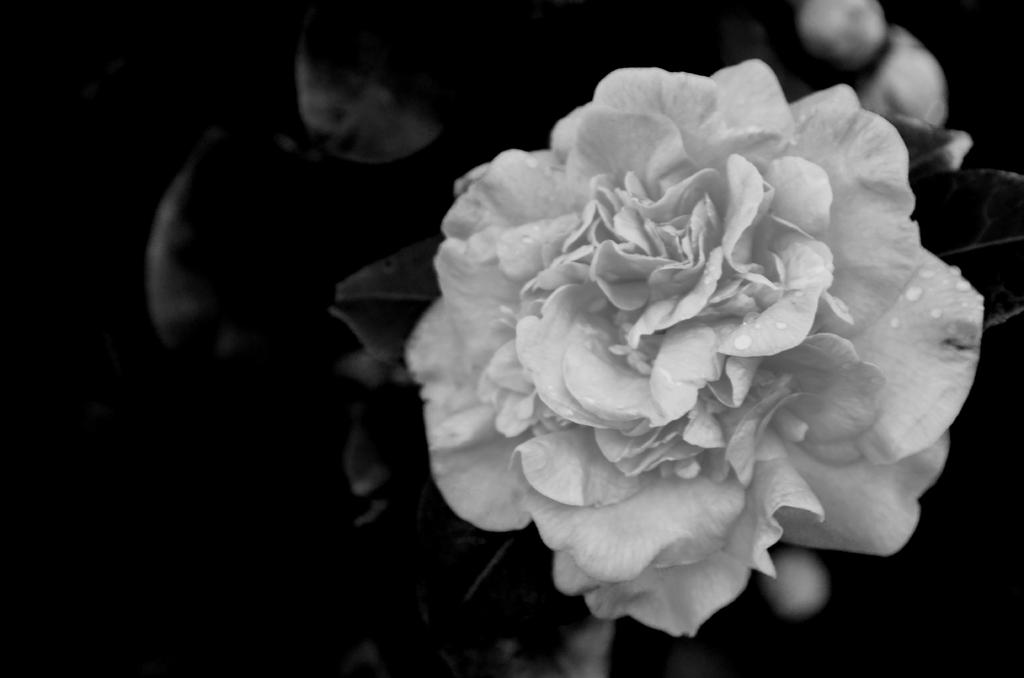 DSC_8490.jpg