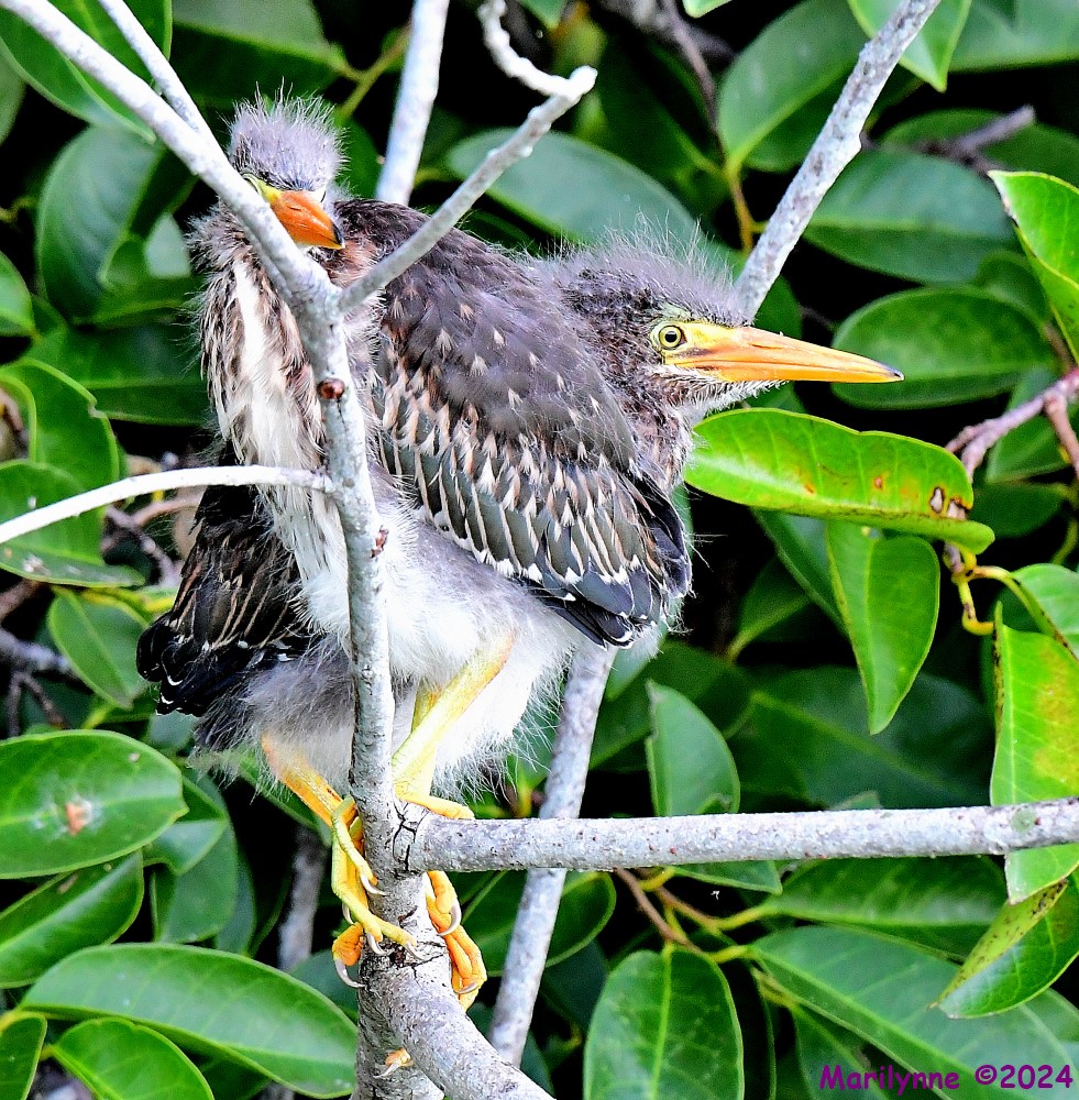 DSC_8492_001.JPG