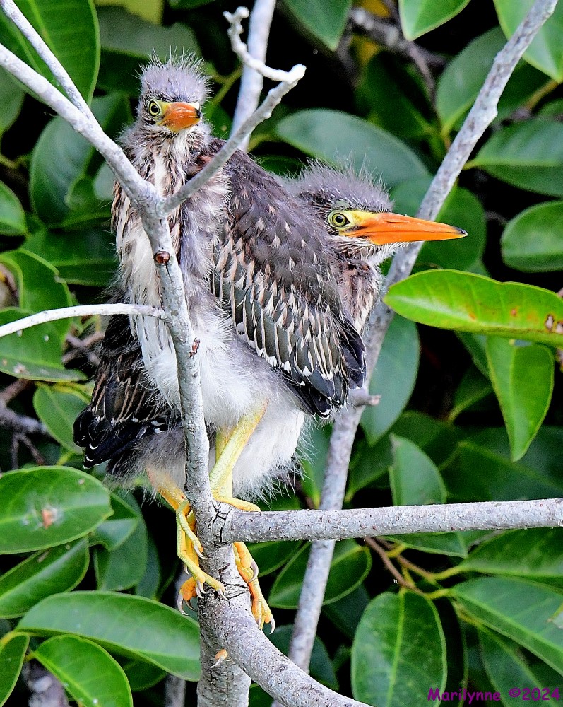 DSC_8498_001.JPG