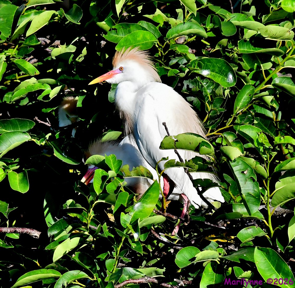 DSC_8500_001.JPG
