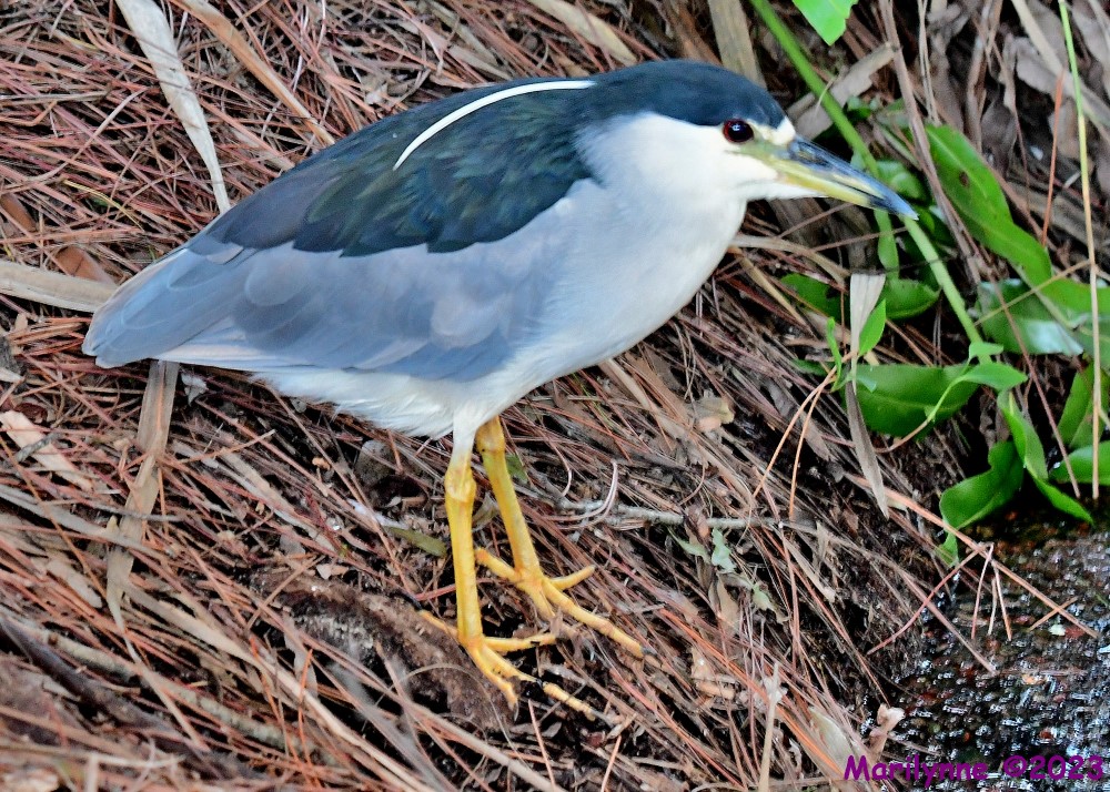 DSC_8504_001.JPG