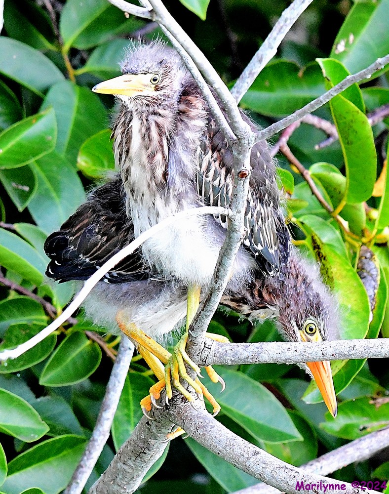 DSC_8504_001.JPG
