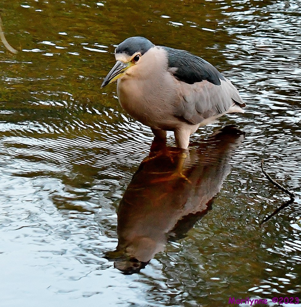 DSC_8506_001.JPG