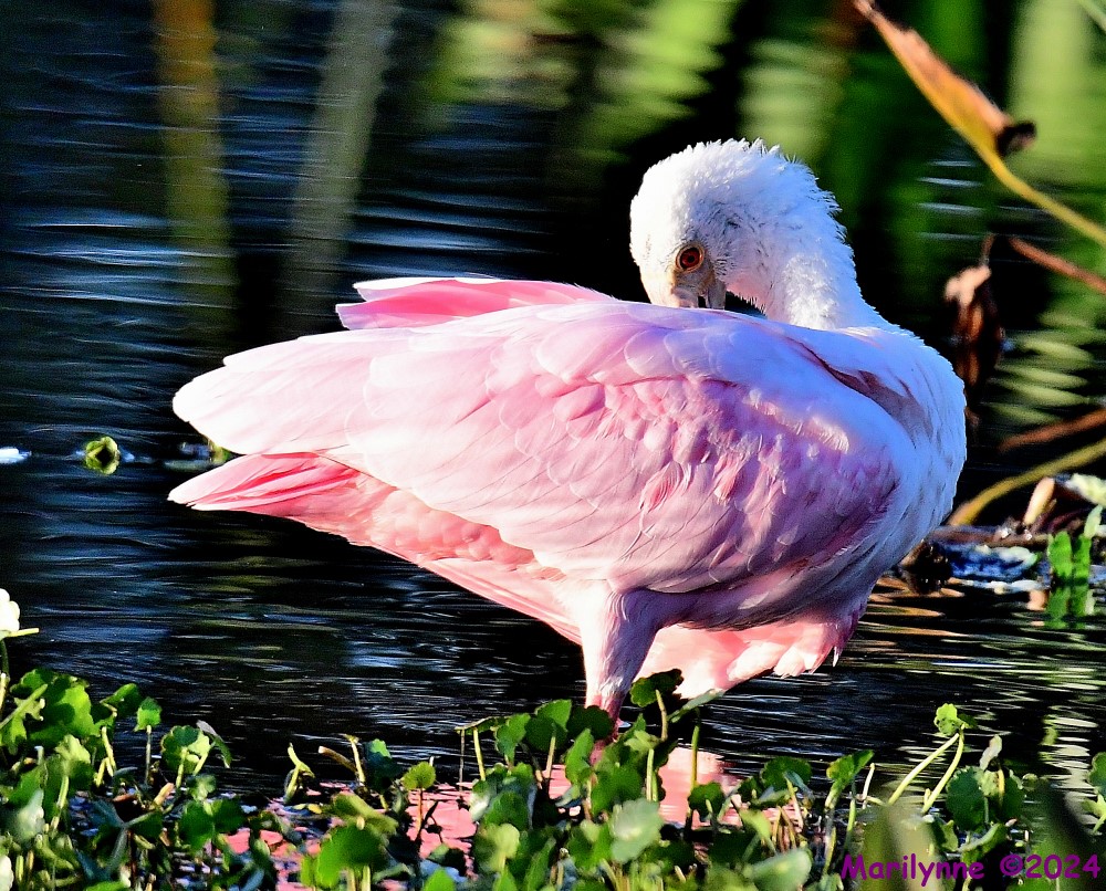 DSC_8506_001.JPG