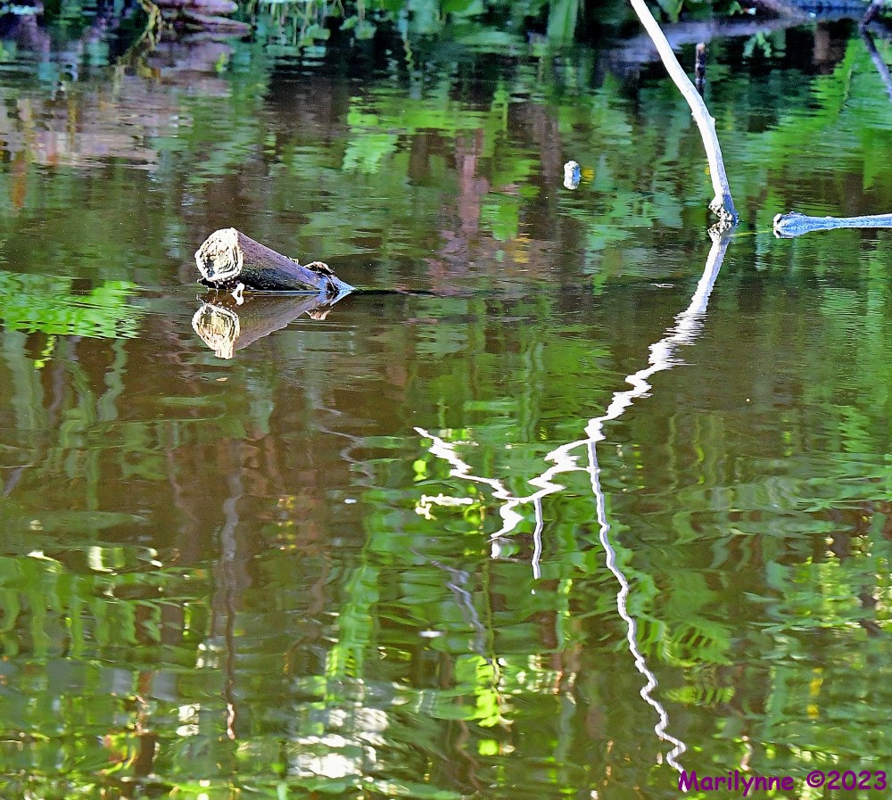 DSC_8508_001.JPG