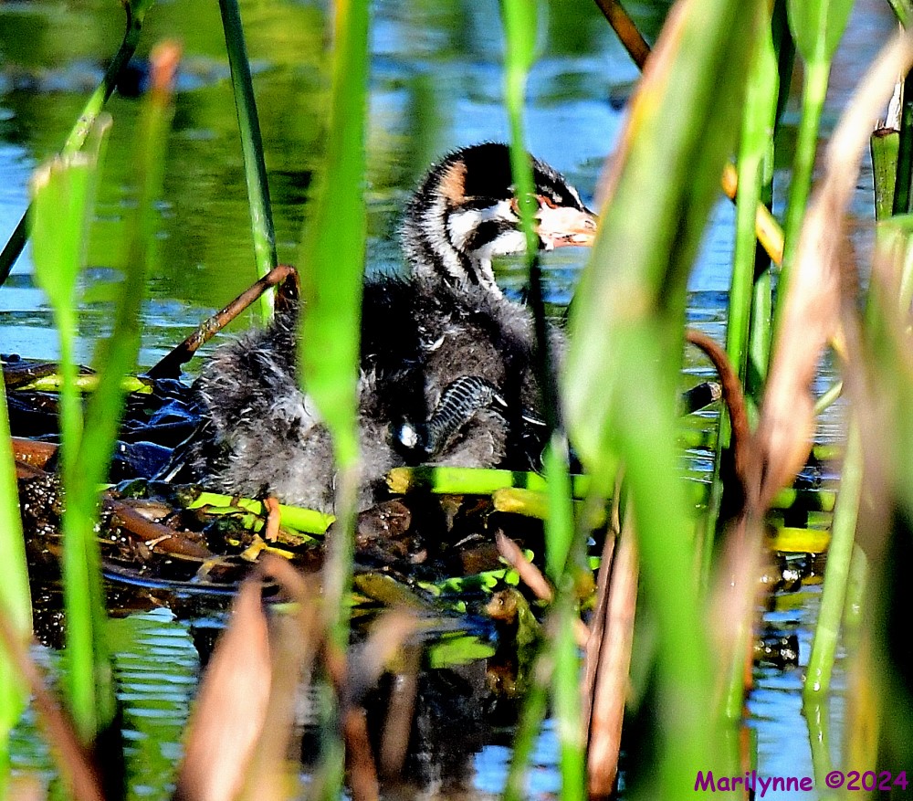 DSC_8508_001.JPG