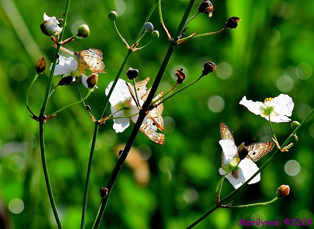 DSC_8508_001.JPG