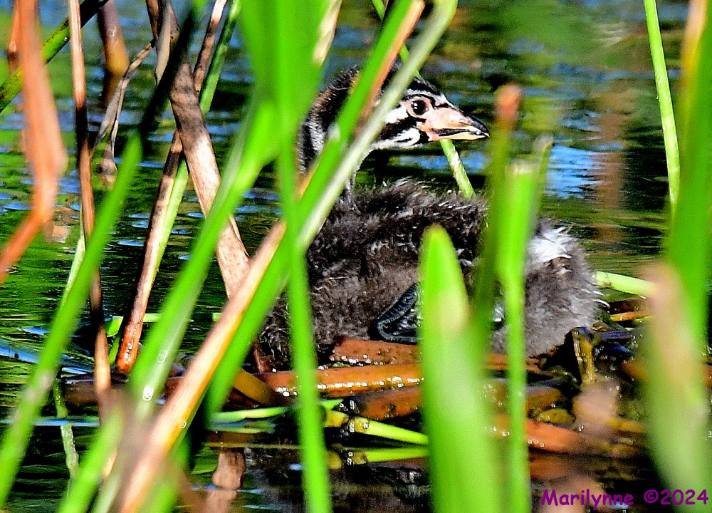 DSC_8509_001.JPG