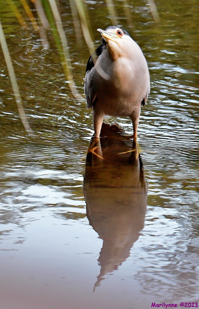 DSC_8510_001.JPG