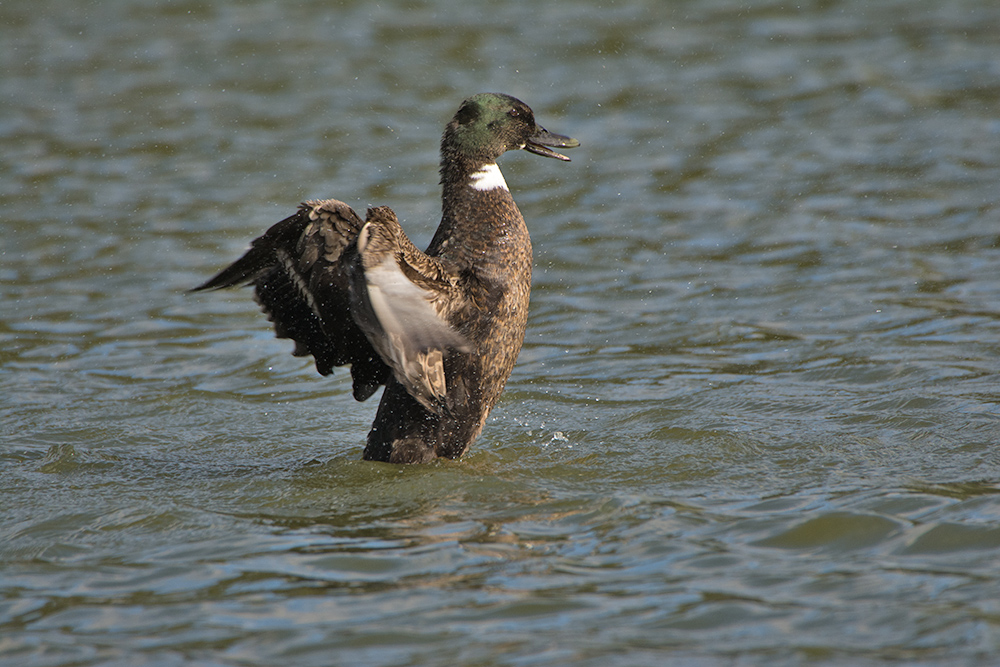 DSC_8511.jpg