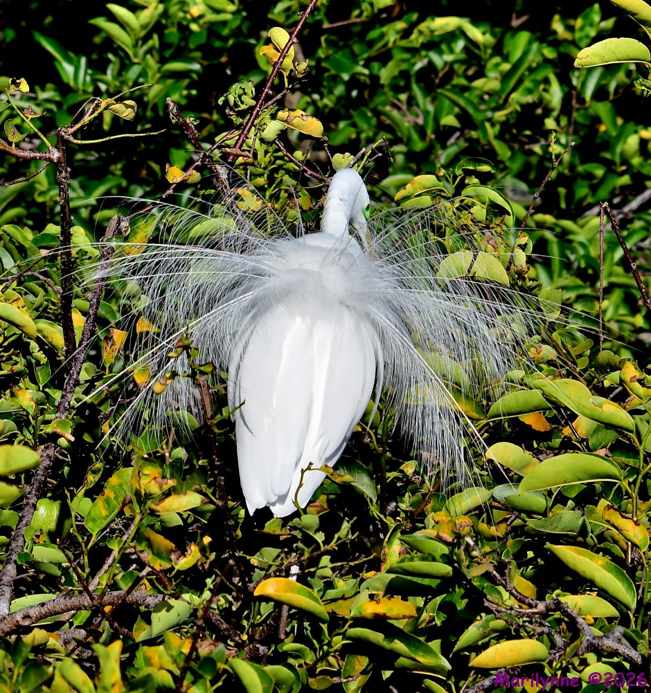 DSC_8511_001.JPG