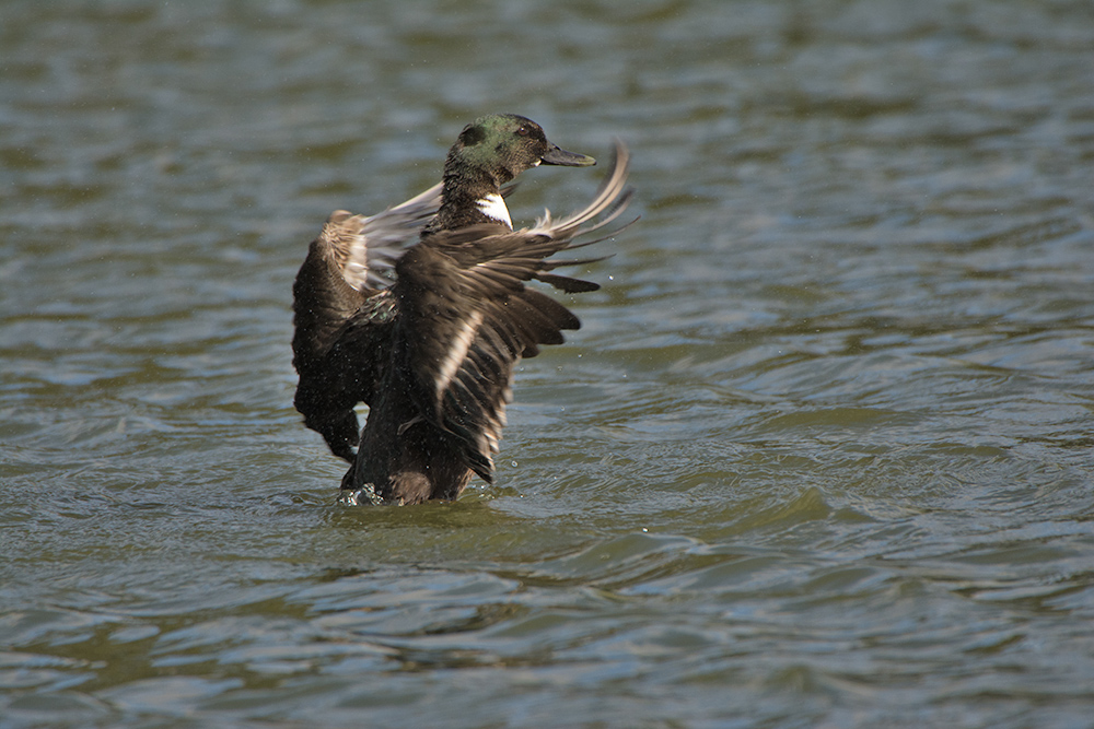 DSC_8512.jpg