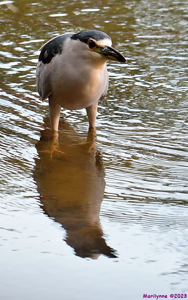 DSC_8512_001.JPG