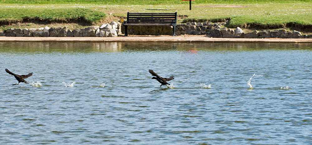 DSC_8514.jpg