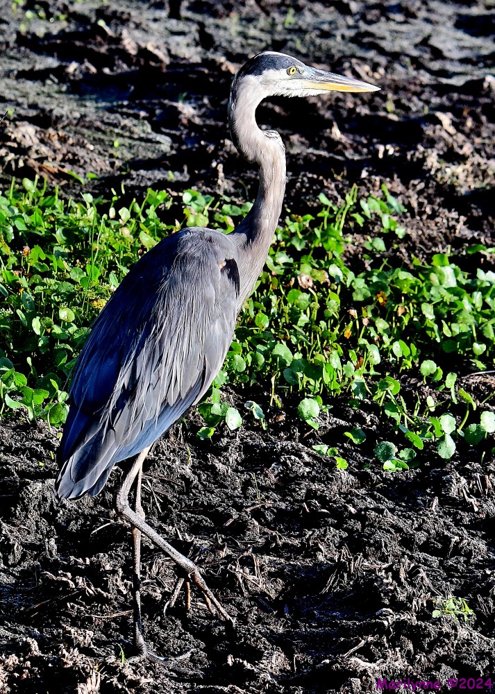 DSC_8514_001.JPG