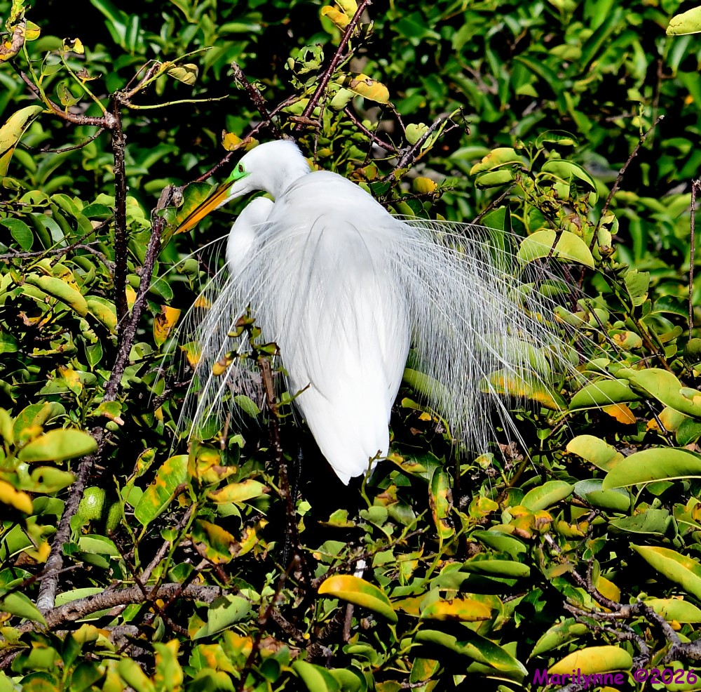 DSC_8514_001.JPG