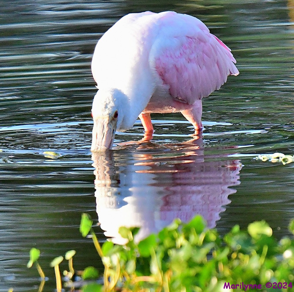 DSC_8516_001.JPG