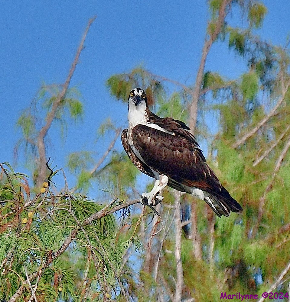 DSC_8517_001.JPG