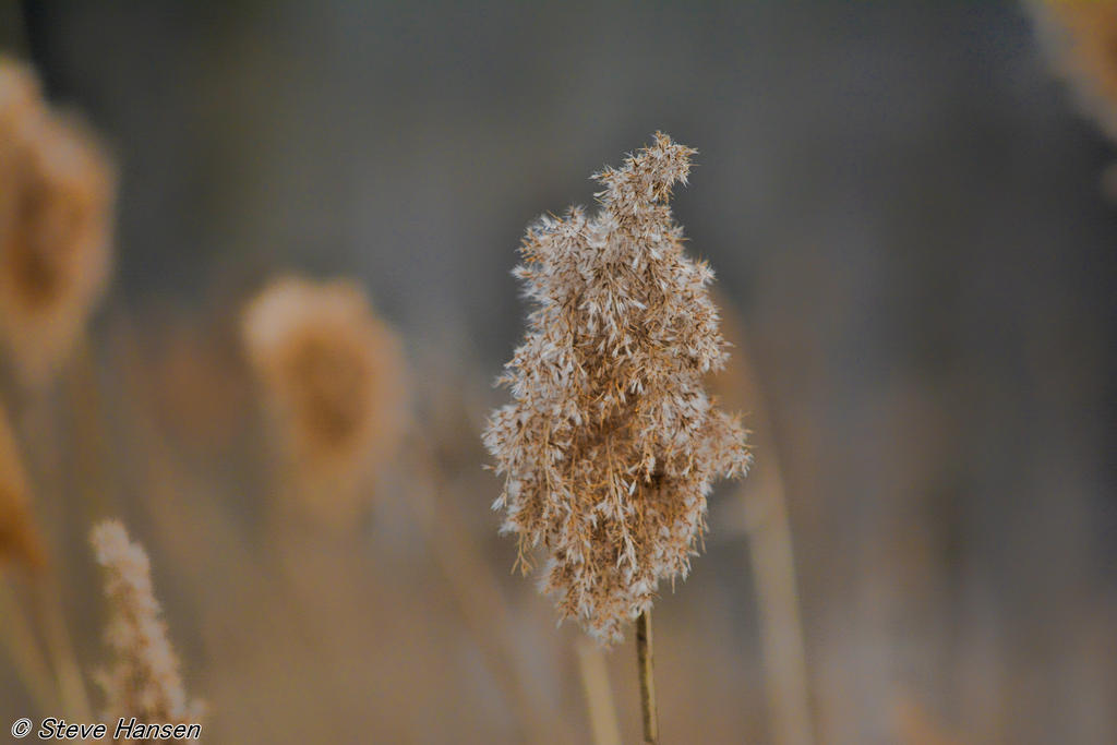 DSC_8519.jpg