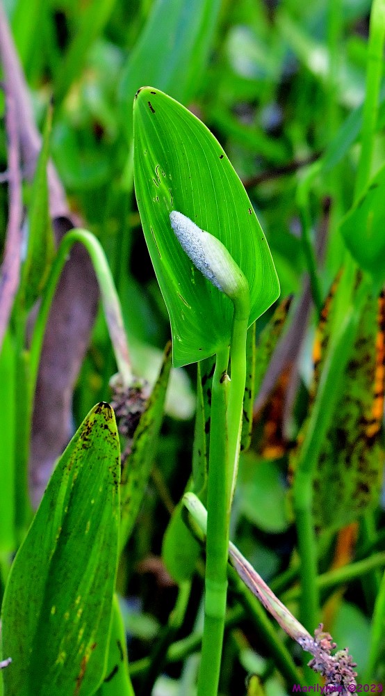 DSC_8519_001.JPG