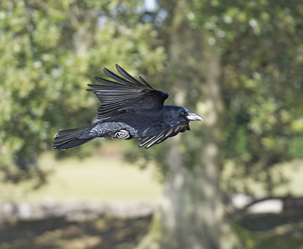 DSC_8520.jpg
