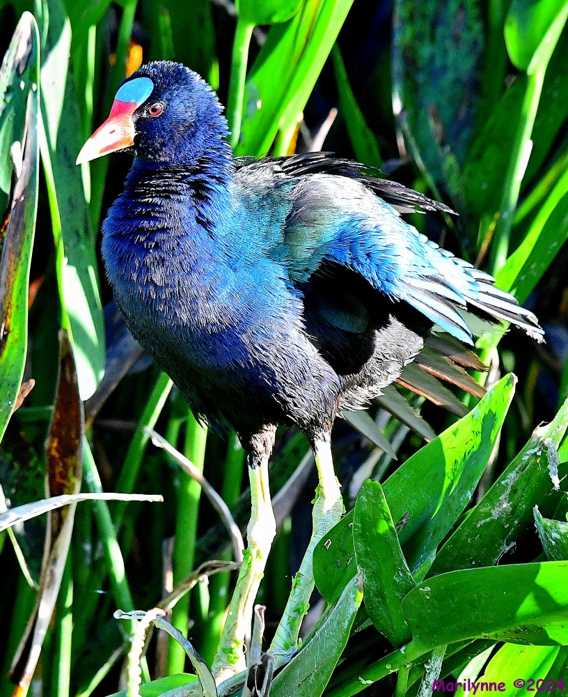 DSC_8520_001.JPG