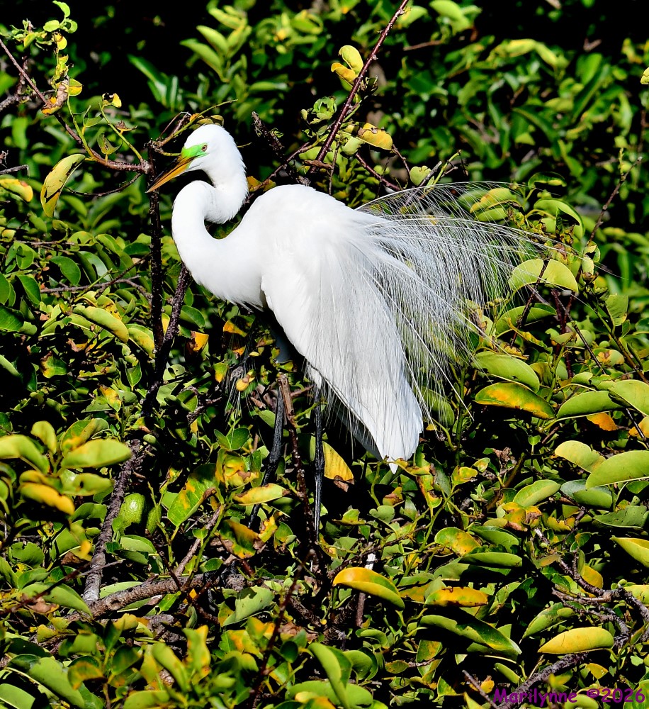 DSC_8520_001.JPG