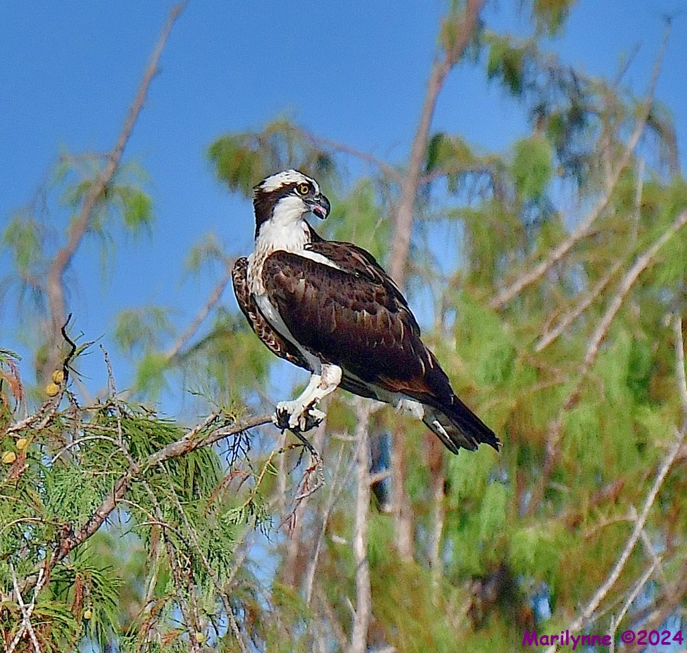 DSC_8522_001.JPG