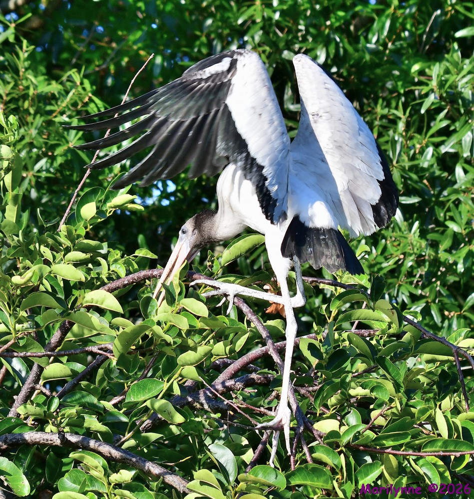 DSC_8523_001.JPG