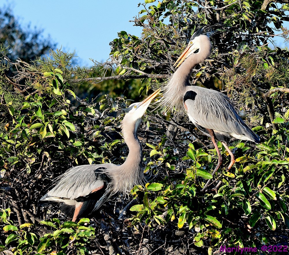 DSC_8524_001.JPG