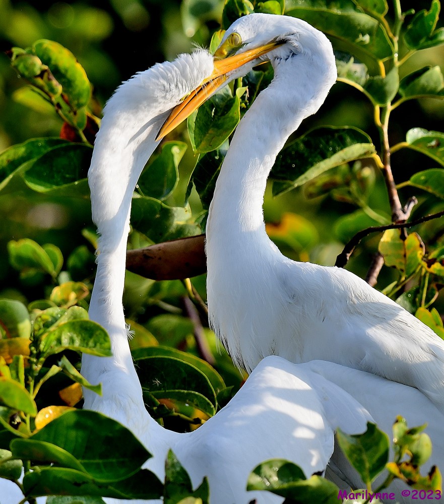 DSC_8524_001.JPG