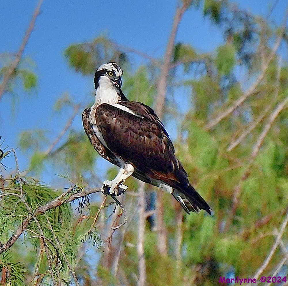 DSC_8524_001.JPG