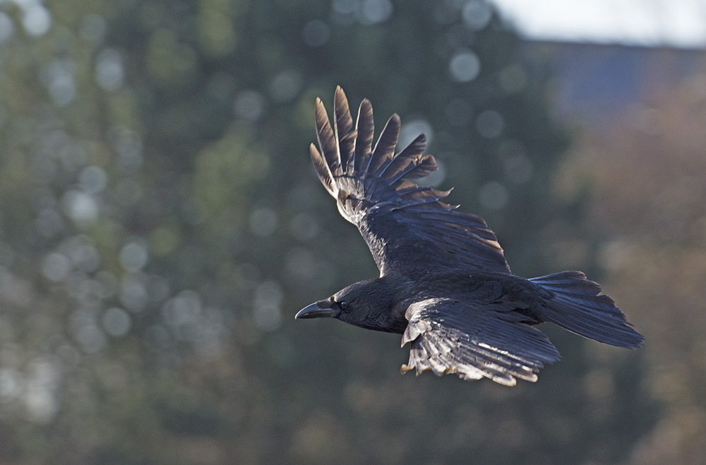 DSC_8525.jpg