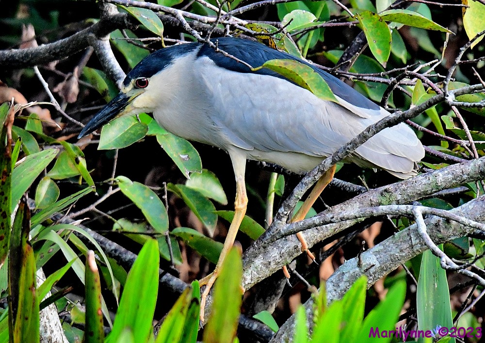 DSC_8525_001.JPG
