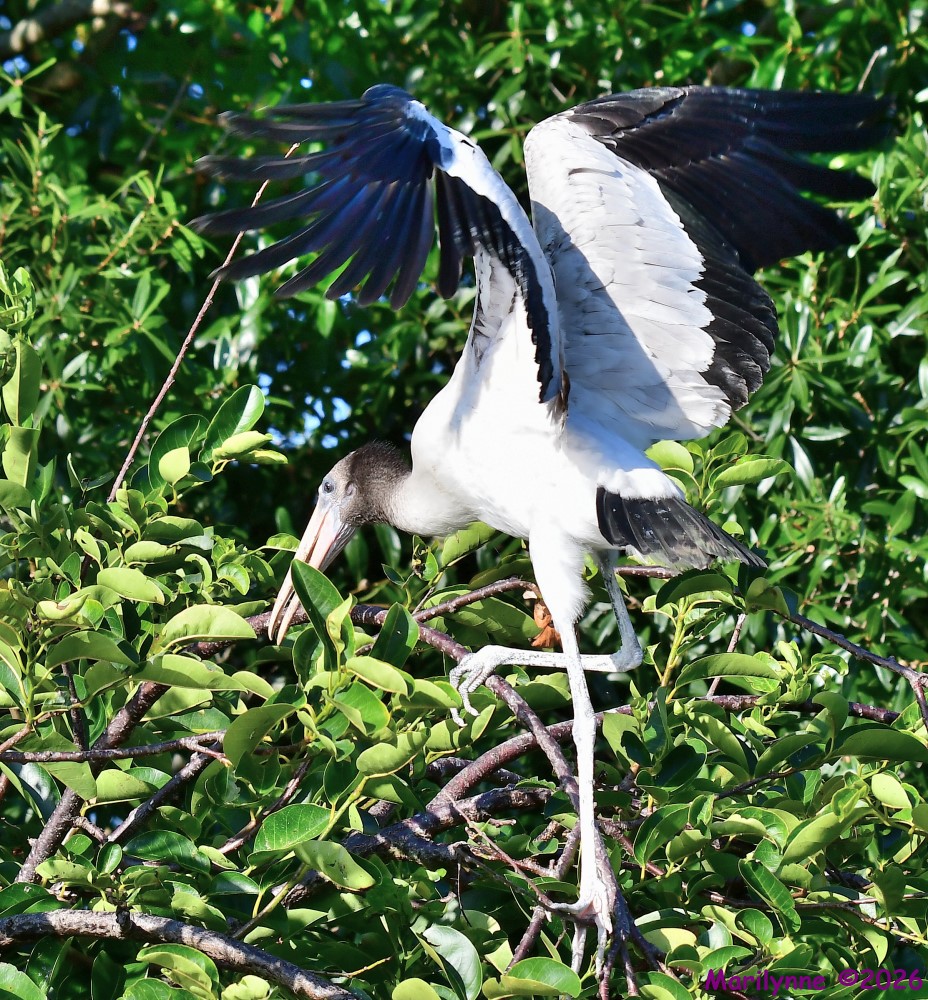 DSC_8525_001.JPG