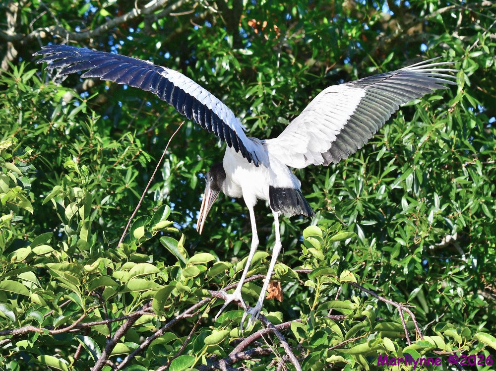 DSC_8527_001.JPG