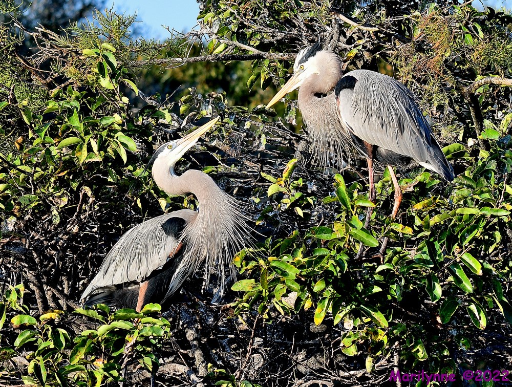 DSC_8528_001.JPG