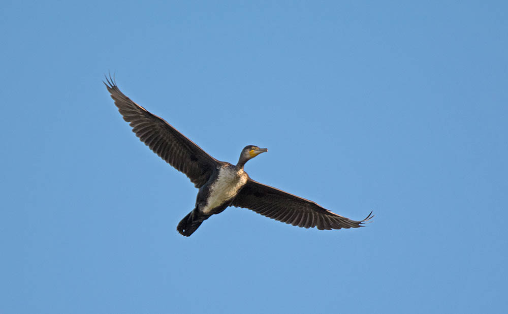 DSC_8529.jpg
