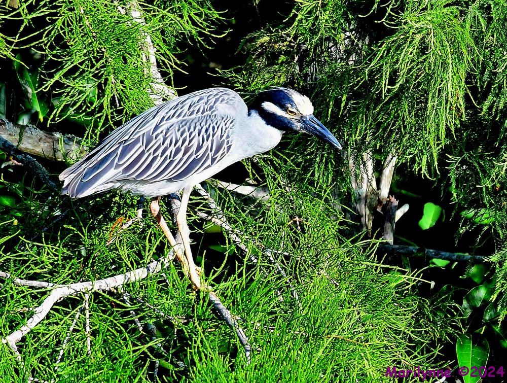 DSC_8529_001.JPG