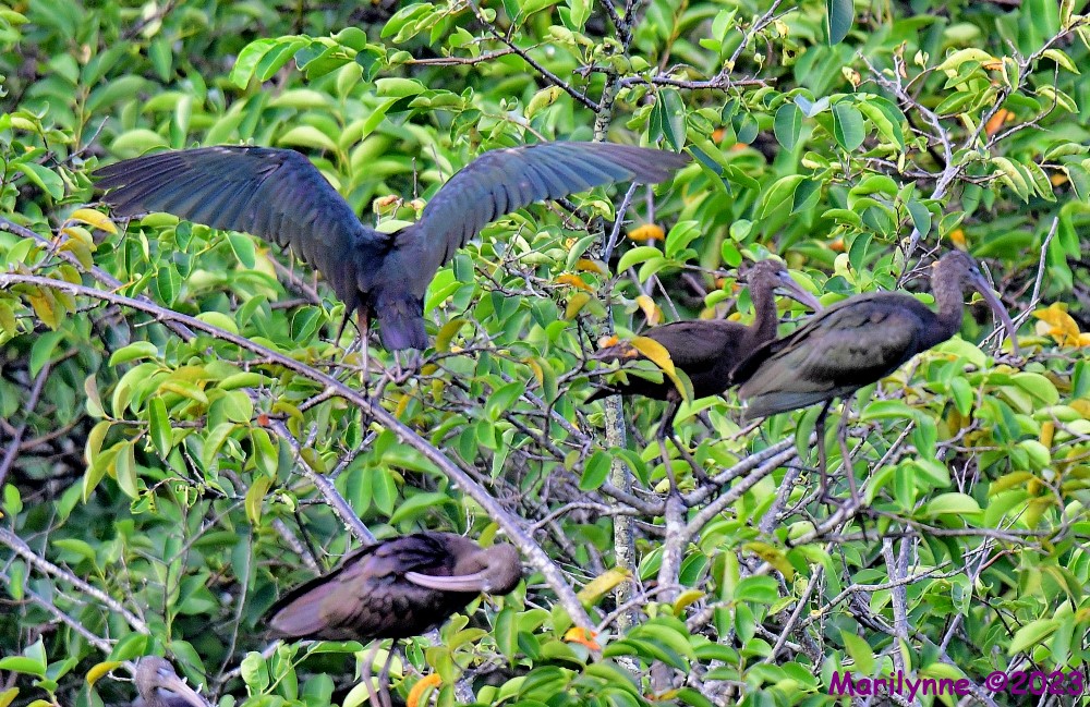 DSC_8530_001.JPG