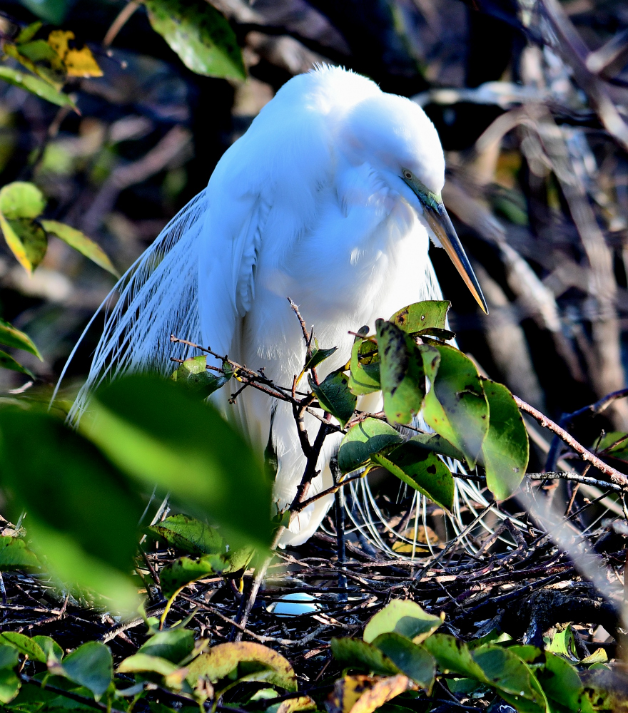 DSC_8530_001.JPG
