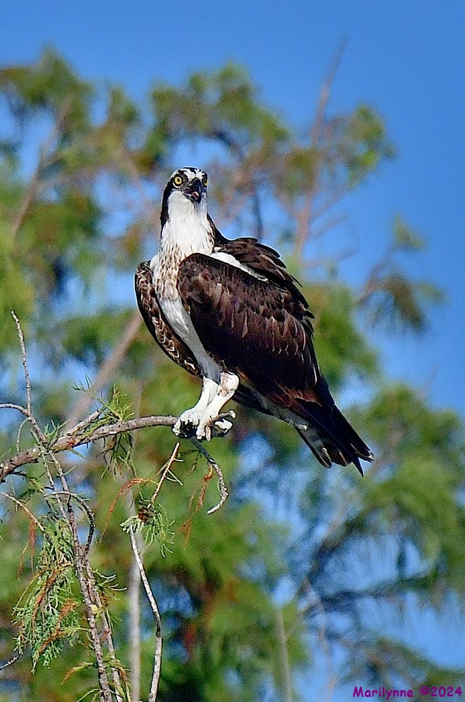DSC_8532_001.JPG