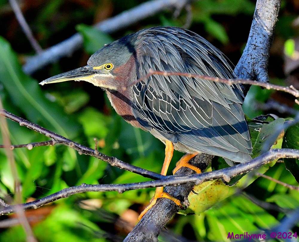 DSC_8533_001.JPG