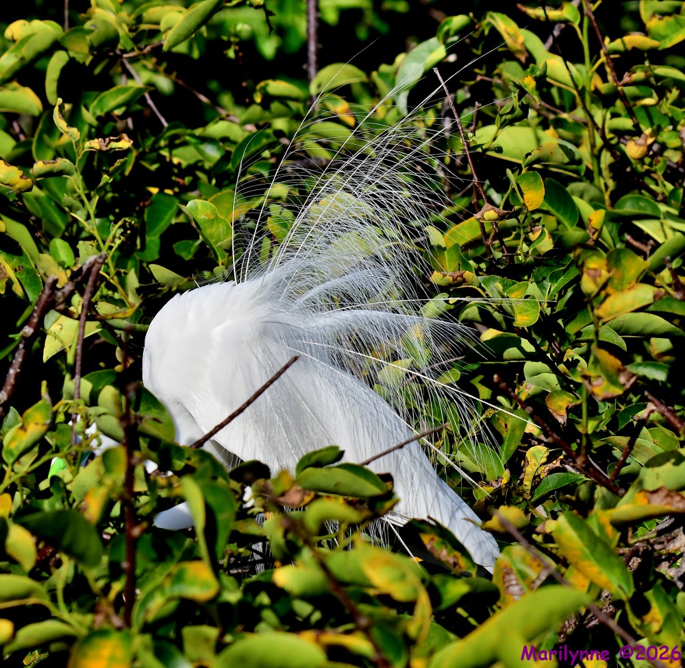 DSC_8533_001.JPG