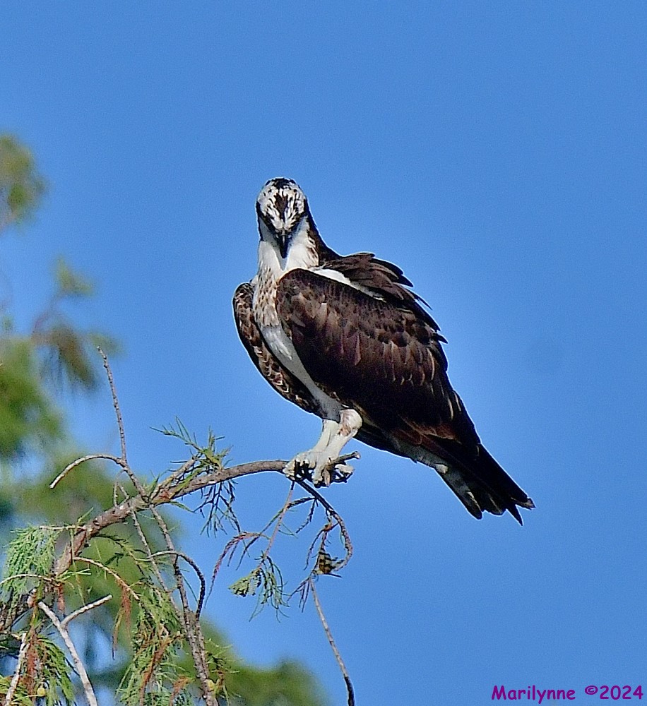 DSC_8534_001.JPG